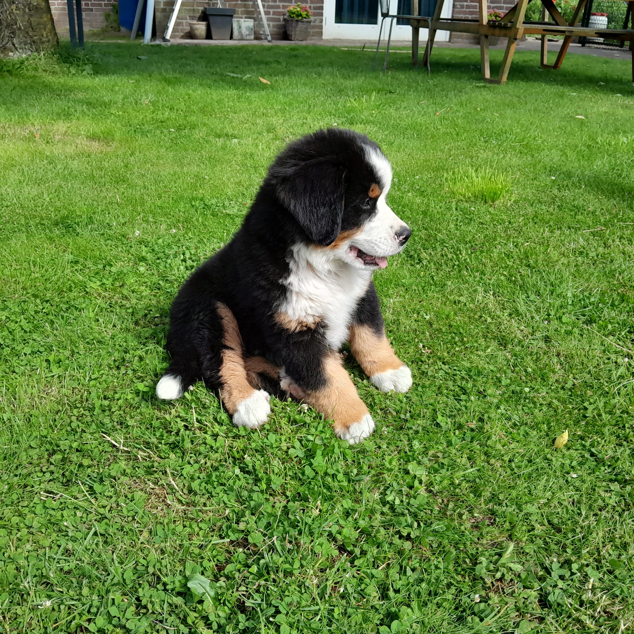 bernersennen pups reutje